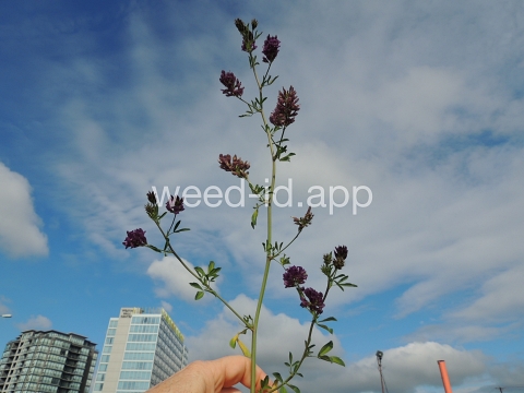 alfalfa
